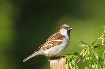 Haussperling: Dieter Hopf (LBV Bildarchiv)