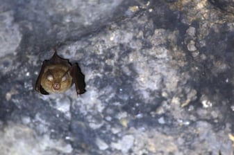Kleine Hufeisennase: Stefan Masur (LBV Bildarchiv)