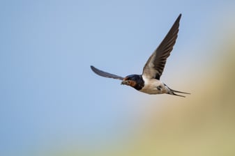 Rauchschwalbe: Josef Baumgartner (LBV Bildarchiv)