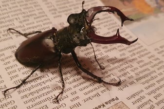 Hirschkäfer: Ralf Bolz