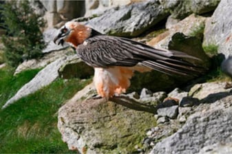 Bartgeier: Dieter Hopf (LBV Bildarchiv)