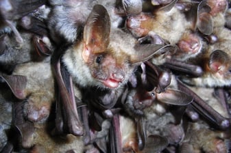 Mausohrkolonie: Dr. Andeas Zahn (LBV Bildarchiv)