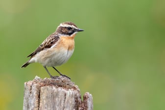 Braunkehlchen: Gunther Zieger (LBV Bildarchiv)