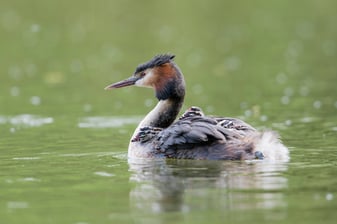 Haubentaucher: Christoph Bosch (LBV Bildarchiv)