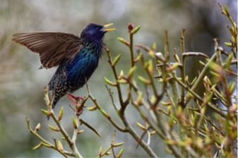 Singender Star: Manfred Schalk (LBV Bildarchiv)