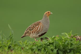 Rebhuhn: Tunka Zdenek (LBV Bildarchiv)