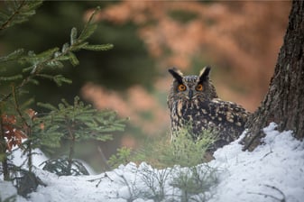 Uhu: Marcus Bosch (LBV Bildarchiv)