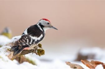 Mittelspecht: Marcus Meyer (LBV Bildarchiv)