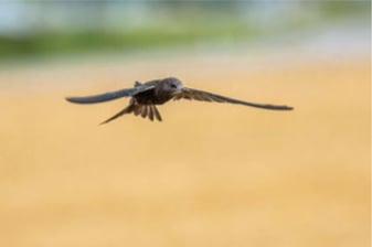 Mauersegler: Ralph Sturm (LBV Bildarchiv)