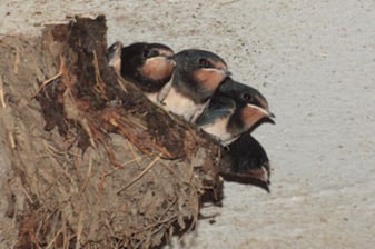 Rauchschwalben: Andreas Hartl (LBV Bildarchiv)