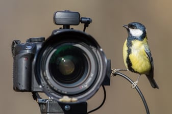 Kohlmeise: Erich Obster (LBV Bildarchiv)