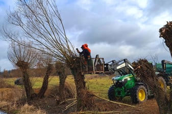 Pflegeschnitt Kopfweiden: LPV Nürnberg