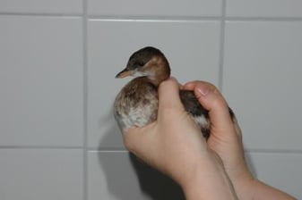 Foto: NABU / D. Schmidt-Rothmund