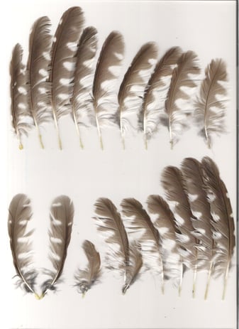 Rauhfußkauz-Rupfung (17.04.2011 (Foto: Dieter Aichner)