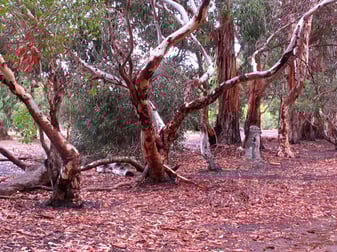 in diesen Bäumen sind die kuscheligen Koalas zuhause