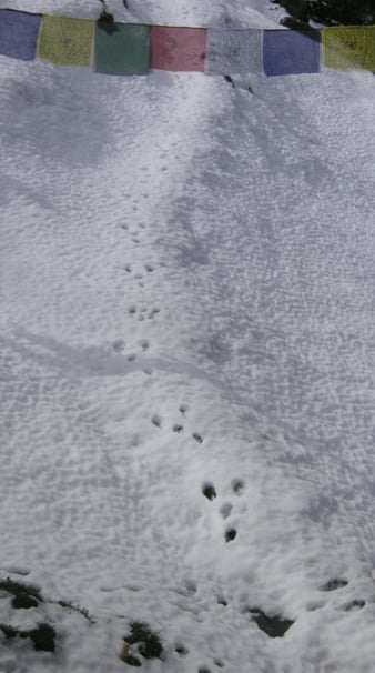 Hasenspuren im Schnee
