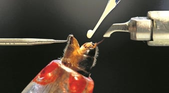 Künstliche Besamung einer Bienenkönigin
