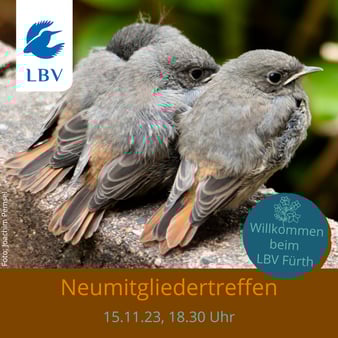 Junge Hausrotschwänze (Foto: Joachim Pemsel)