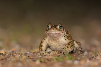 Kreuzkröte: Stefan Masur (LBV Bildarchiv)