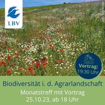 Projektfläche (Foto: Ralf Hotzy)