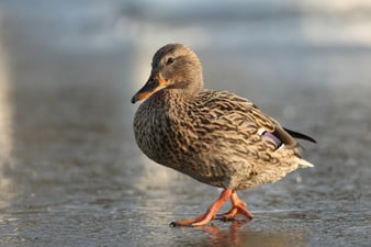 Stockente: Tunka Zdenek (LBV Bildarchiv)