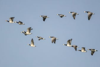 Weißwangengänse: Frank Derer (LBV Bildarchiv)