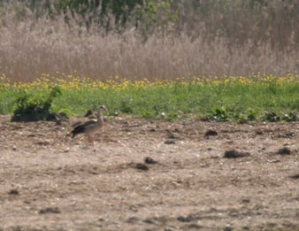Nilgans in der Nähe von Niedermotzing Foto: Michael Püls