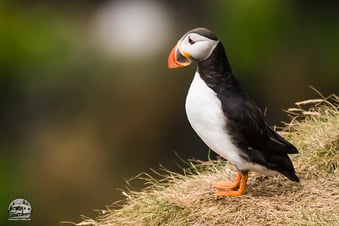 Irland mit dem Wohnmobil