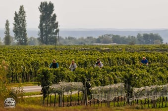 Der viele Wein lockt die Stare an