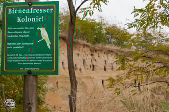 im Sommer wohnen hier die Bienenfresser