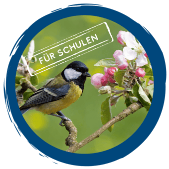 Schulstunde der Gartenvögel