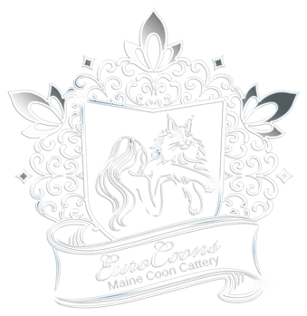 Maine Coon Kittens for Sale & Maine Coon Cats for Sale | EuroCoons