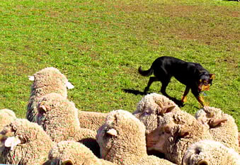dieser resolute Hirtenhund bringt seine Schafherde in den Pferch 