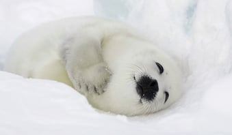 Harp seal