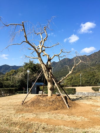 ふだらく霊園の枝垂れ桜