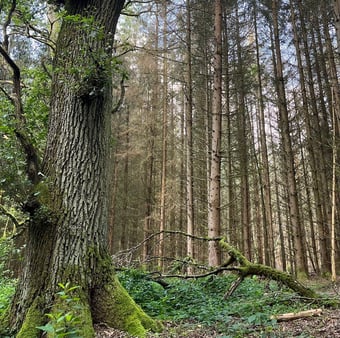 Wir unterstützen eine Entwicklung hin zu einem Naturwald