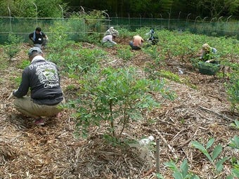 作務 ハーブ作業風景