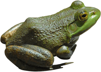 Image animaux detourée transparent sur fond blanc grenouille verte png