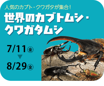 世界のカブトムシ・クワガタムシ