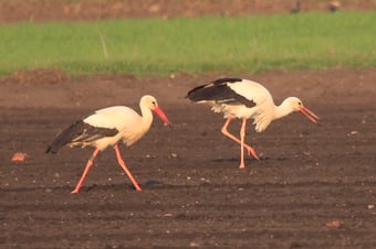 Foto: Joachim Aschenbrenner