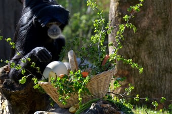 Der Osterhase kommt auch zu den Hellbrunner Tieren  (Foto: Siamang Youki / Hellabrunn 2017)