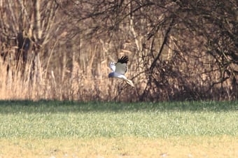 Kornweihe männlich (Foto: Joachim Aschenbrenner)