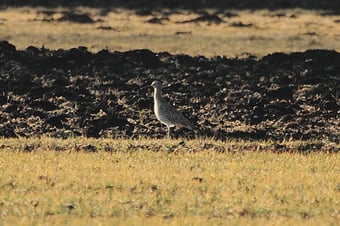 Großer Brachvogel Männchen (Foto: Joachim Aschenbrenner)