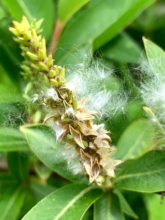 やなぎの種（雌花）さやから綿毛がでている。