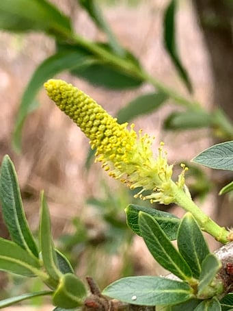 ヤナギの花(雄花）