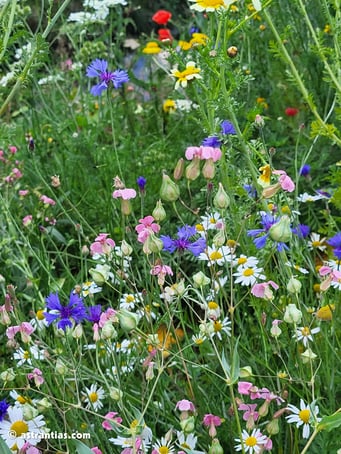 Naturgarten, Wildbienen, Honigbienen, Hummeln, Schmetterlinge, Falter, Insekten, Käfer
