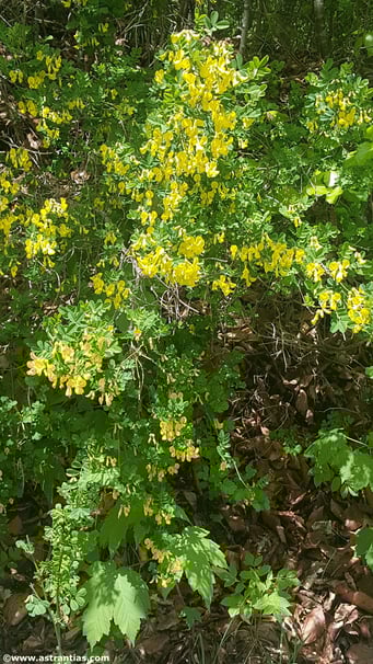 Hippocrepis emerus - Strauchkronwicke