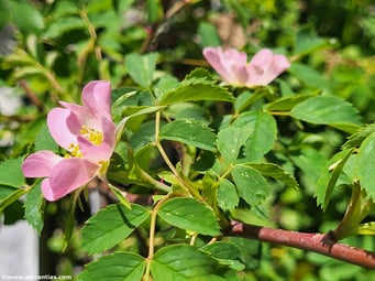 Rosa subcollina - Falsche Hügel-Rose