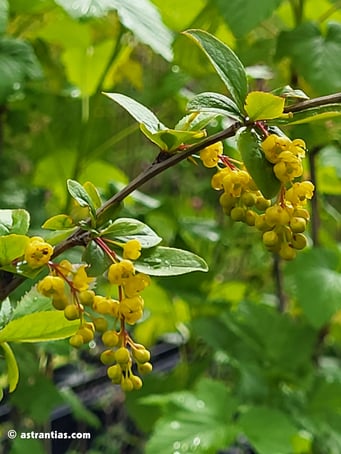 Berberis vulgaris - Gemeine Berberitze