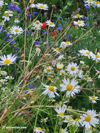 Wildblumen Wiese